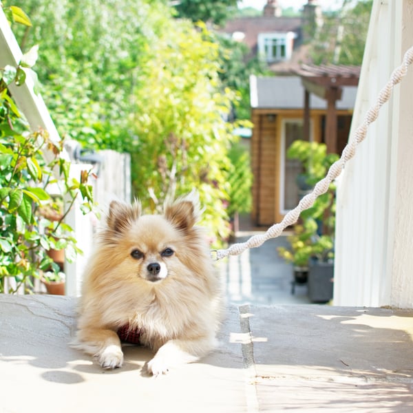 Wedding Dog Lead