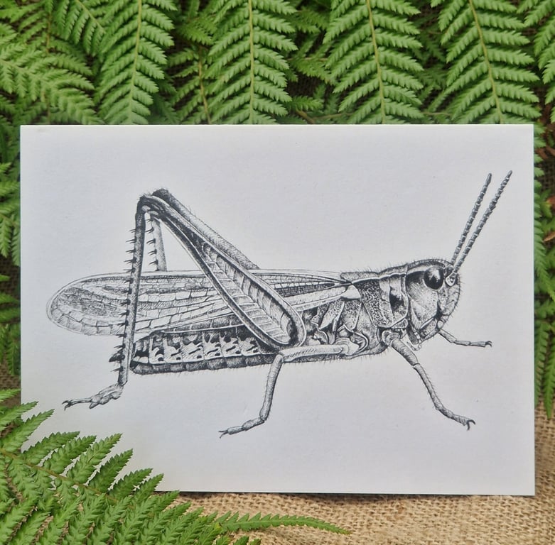 Grasshopper card