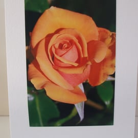 Greeting card with photograph of a rose in peach