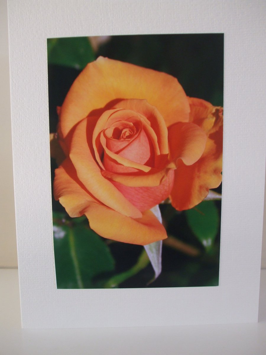 Greeting card with photograph of a rose in peach