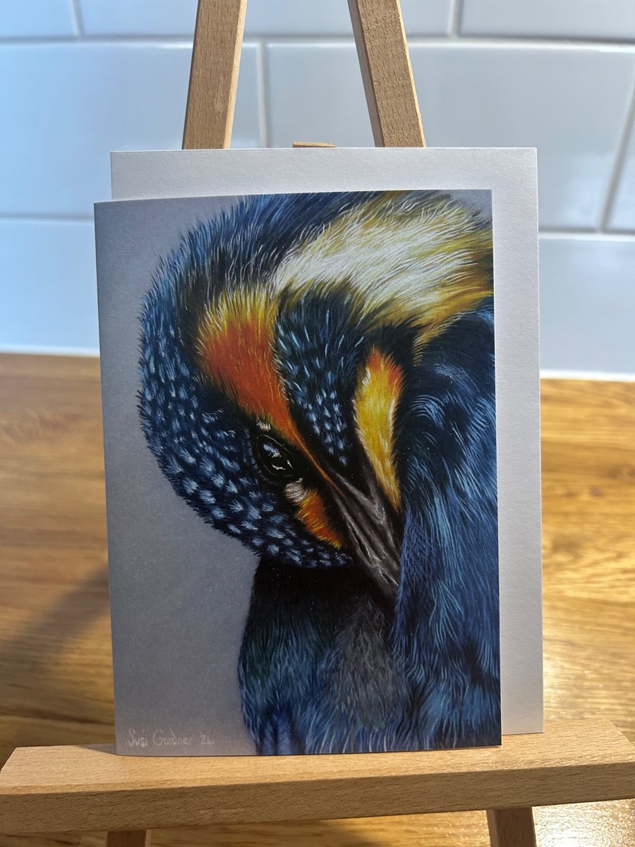 Small Kingfisher Preening Card