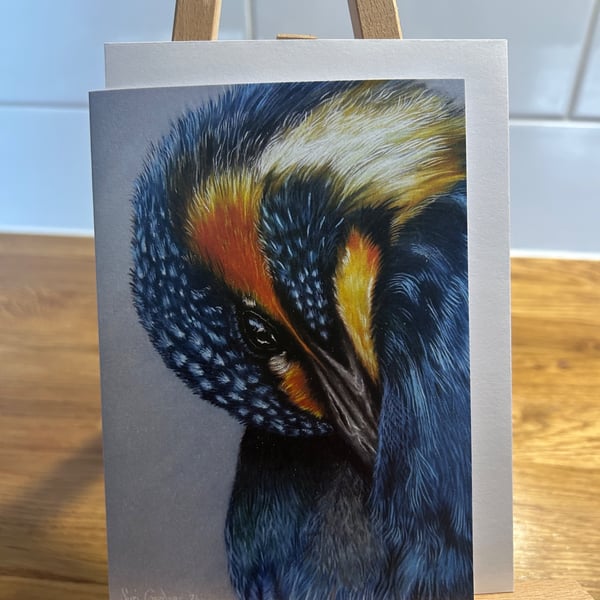 Small Kingfisher Preening Card