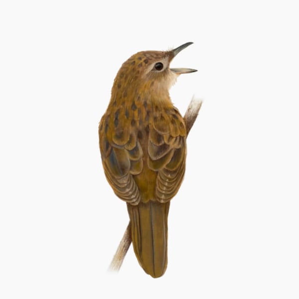 Fine Art Giclée Print Grasshopper Warbler Bird
