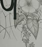 Moonlight - Original Botanical Pencil Drawing - Celestial Gothic Wall Art - Image 5