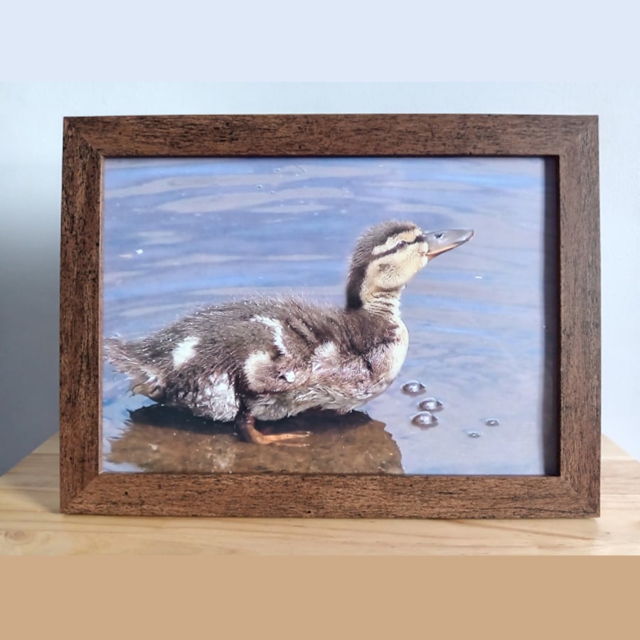 Duckling in shallow water