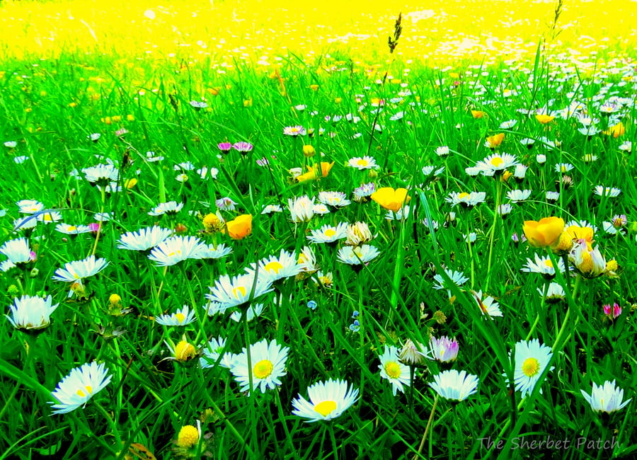 Meadow of daisies, a bee's eye view.  A card left blank for your own message.