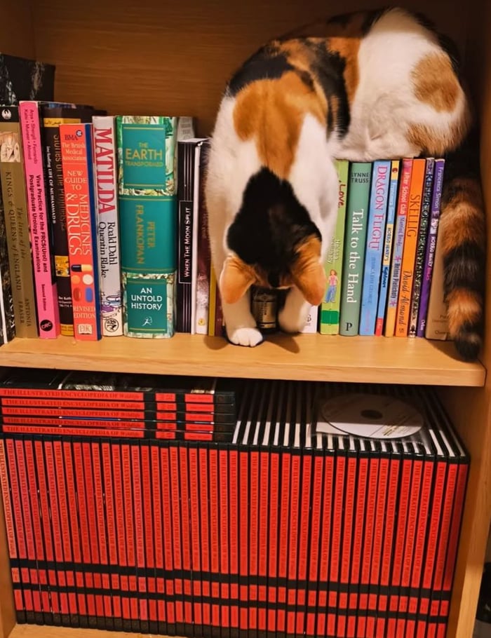 Honeydropsfromthehive