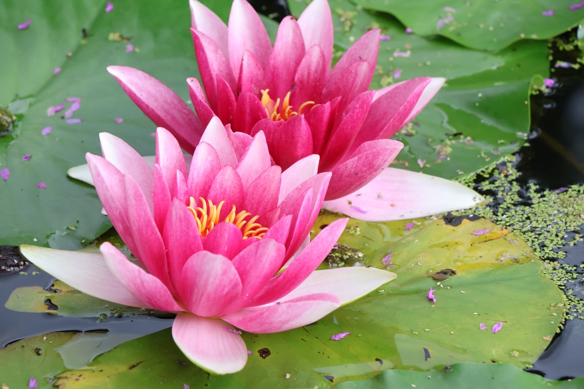 Floral Greeting Card - Water Lilly Photography - Blank Inside