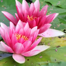 Floral Greeting Card - Water Lilly Photography - Blank Inside