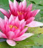 Floral Greeting Card - Water Lilly Photography - Blank Inside