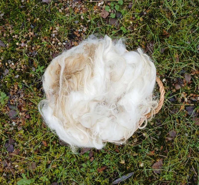 Icelandic sheep fleece 50g