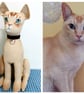 Cat Keepsakes  - Image 3