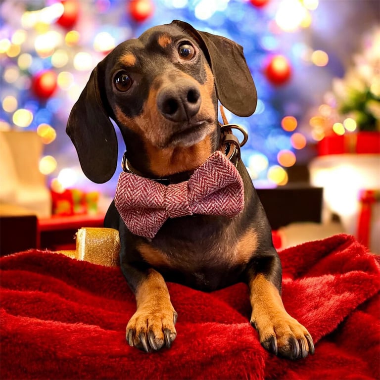 Handmade British Tweed Dog Bow Tie