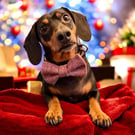 Handmade British Tweed Dog Bow Tie