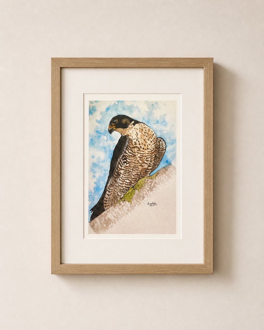 Peregrine falcon - British bird of prey wall art