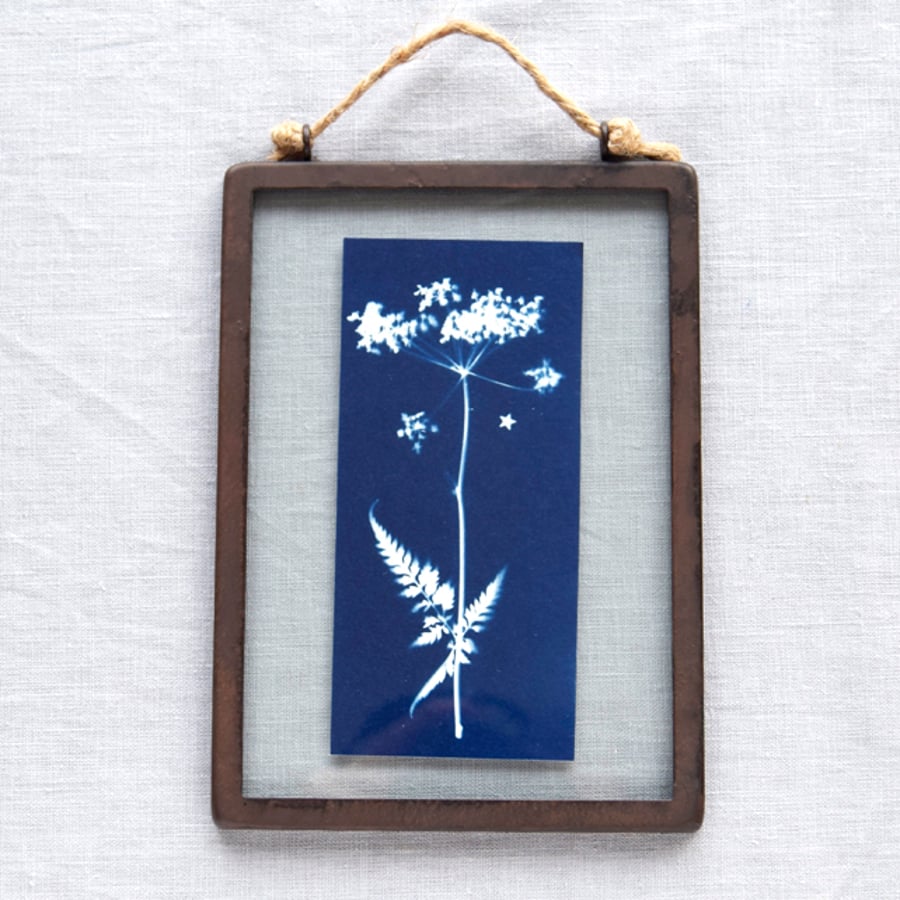 Cow Parsley Cyanotype in industrial style metal and glass frame