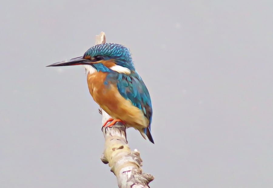 Kingfisher Greeting Card Looking Left Waiting 