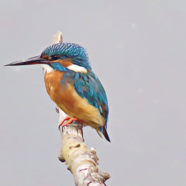 Kingfisher Greeting Card Looking Left Waiting 