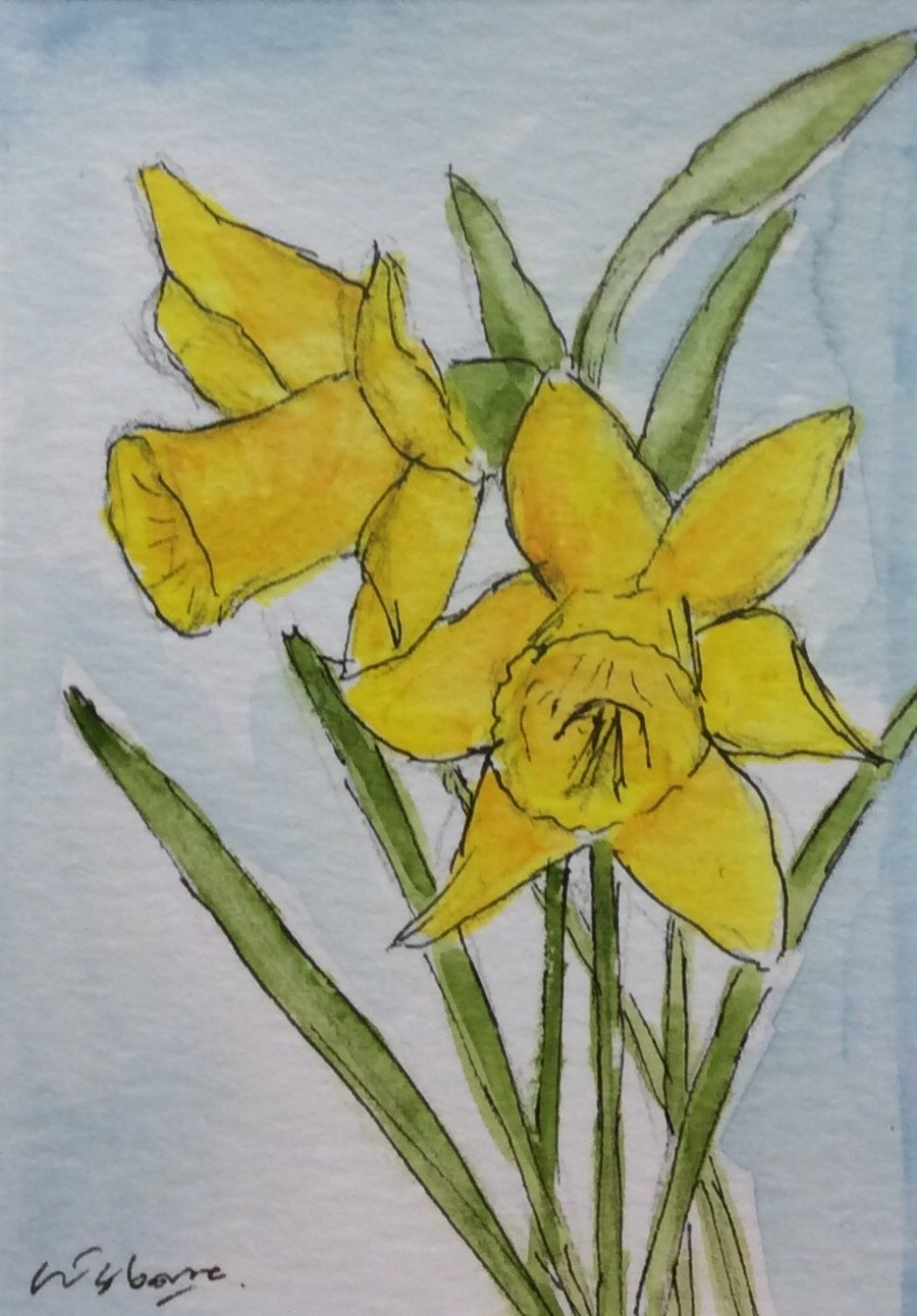 Daffodils. Original miniature watercolour, pen and ink. Flowers. Spring