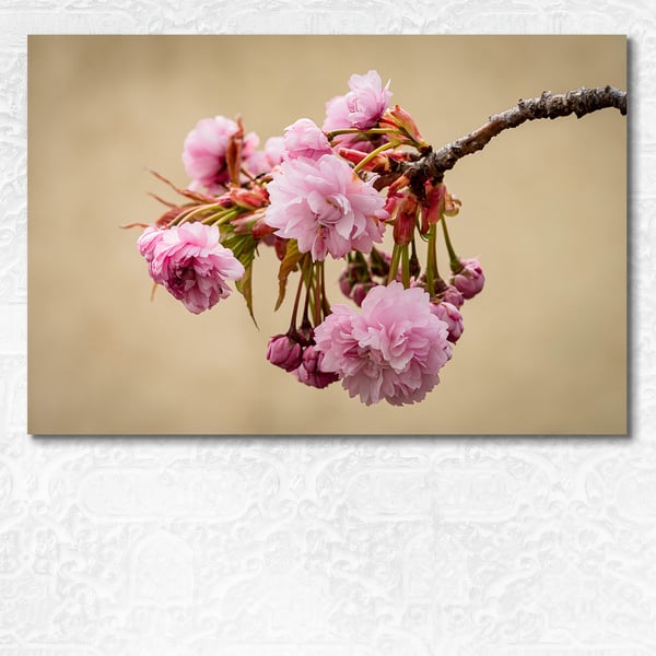 Pastel pink of Oriental Cherry blossoms