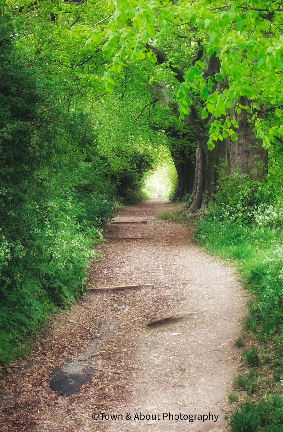 Woodland Photo, Kent, UK 