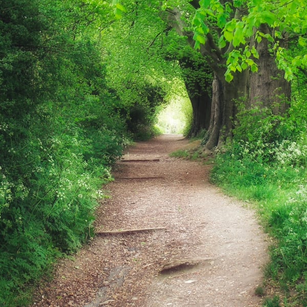 Woodland Photo, Kent, UK – Print and Framed Options Available