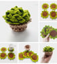 Succulent Gift Set, Coasters and Wind Spinner - Image 2