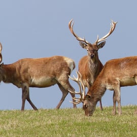 Trio of Deer