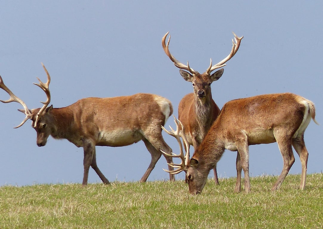 Trio of Deer