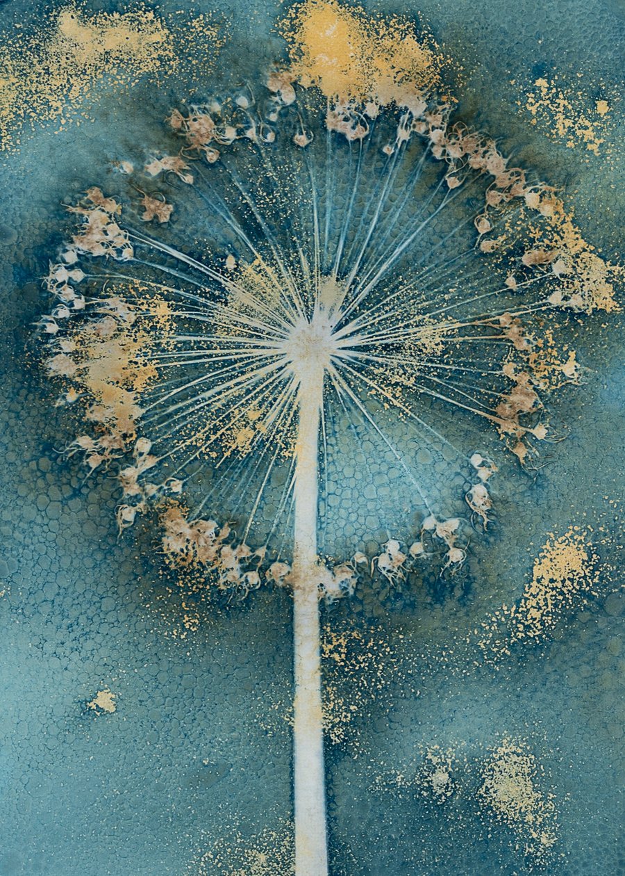 Gold Allium Cyanotype Card