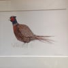 Pheasant
