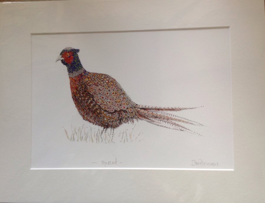 Pheasant