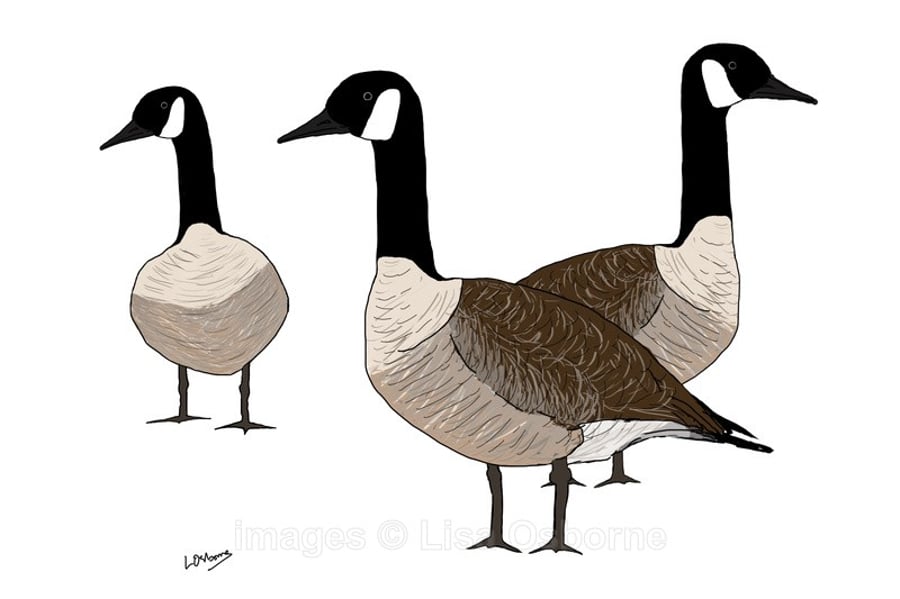 Canada Geese - signed print from illustration of birds. Wildfowl.