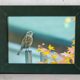 Male House Sparrow Original Framed Photo