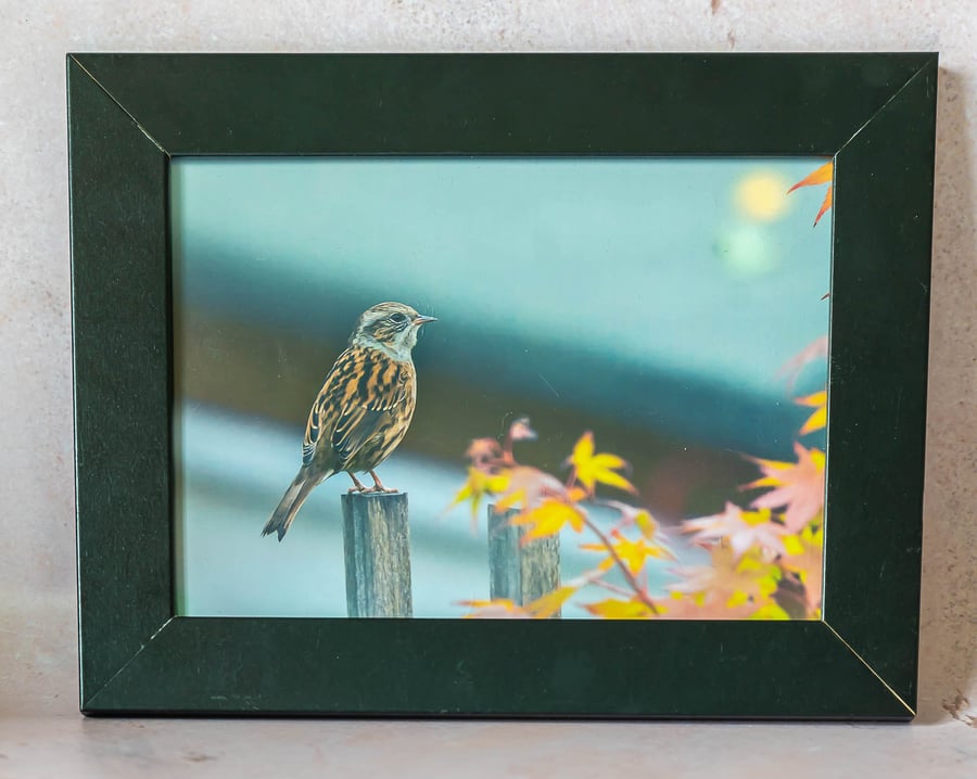Male House Sparrow Original Framed Photo