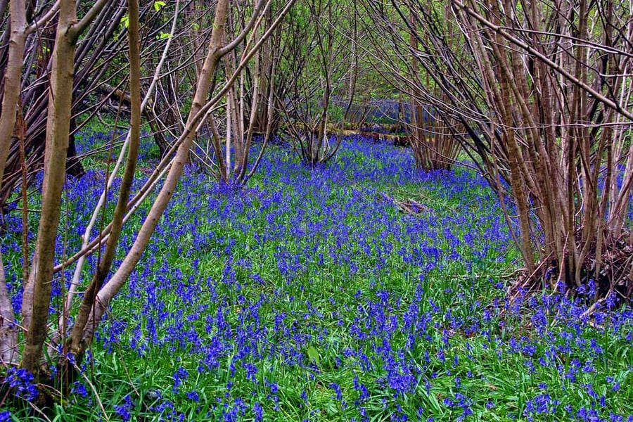 Bluebell Woods Spring Flowers Basildon Park Berkshire UK Photograph Print