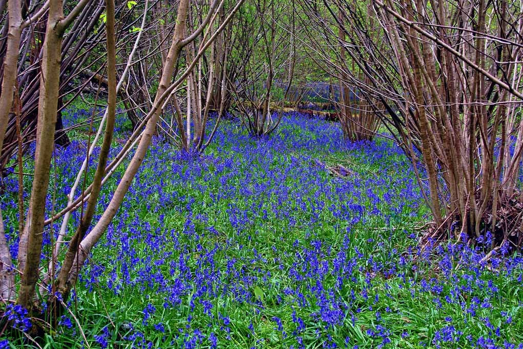 Bluebell Woods Spring Flowers Basildon Park Berkshire UK Photograph Print