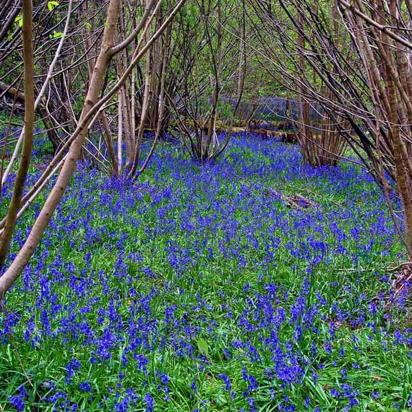 Bluebell Woods Spring Flowers Basildon Park Berkshire UK Photograph Print