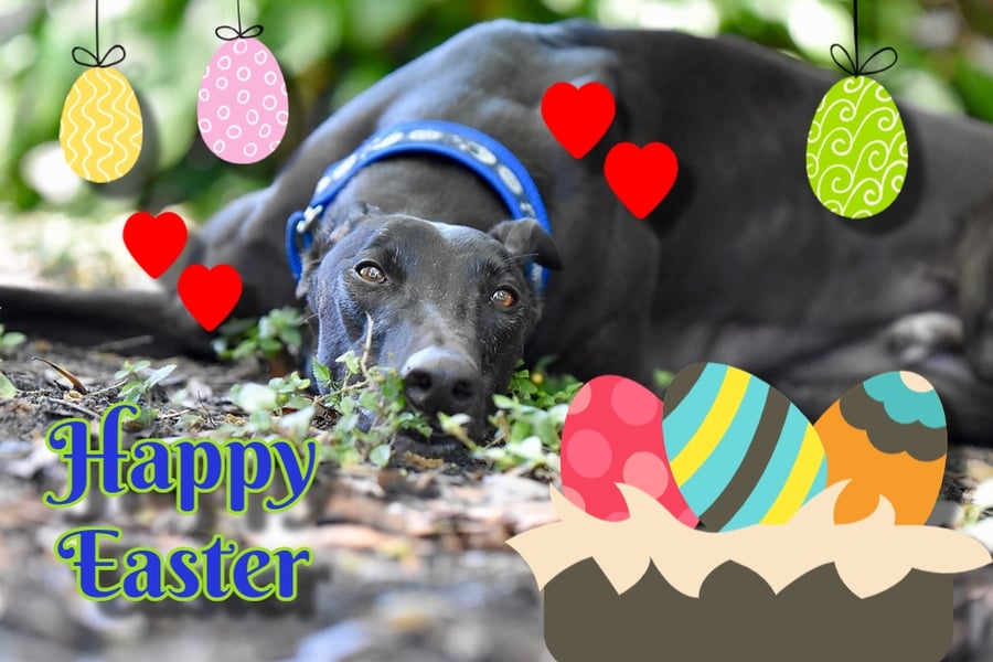 Happy Easter Greyhound Card A5