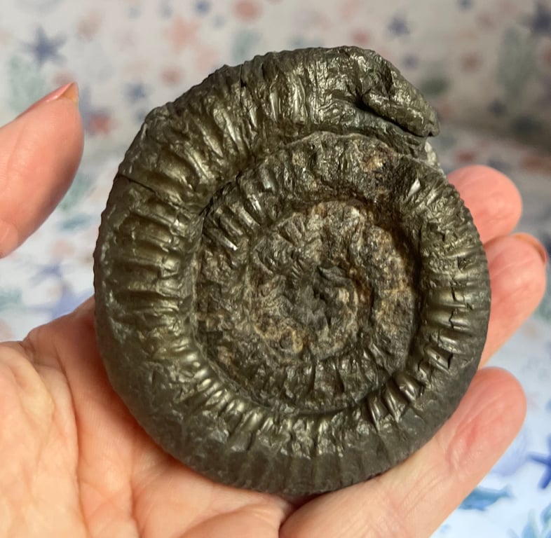 St Hilda Snakestone with stand from Whitby Beach Below the Abbey