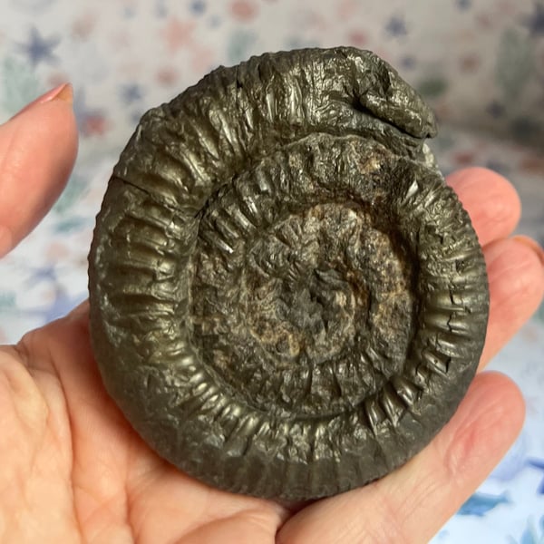 St Hilda Snakestone with stand from Whitby Beach Below the Abbey