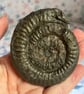 St Hilda Snakestone with stand from Whitby Beach Below the Abbey