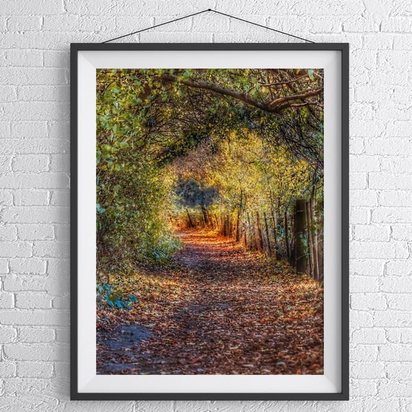 Autumn Tree Tunnel, Colour Photo