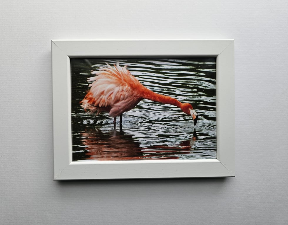 Flamingo Photo Print in White Frame Size 21cm x16cm