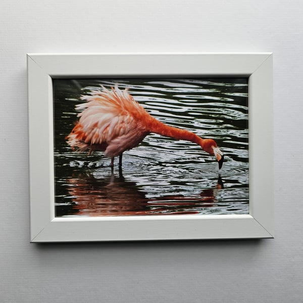Flamingo Photo Print in White Frame Size 21cm x16cm