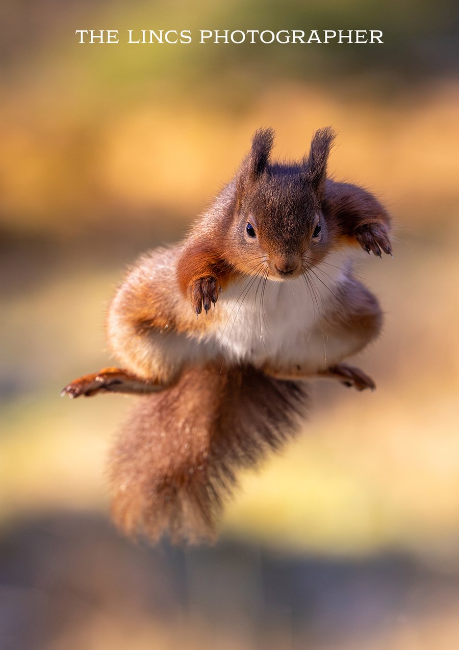Red Squirrel print (Limited edition of 10)