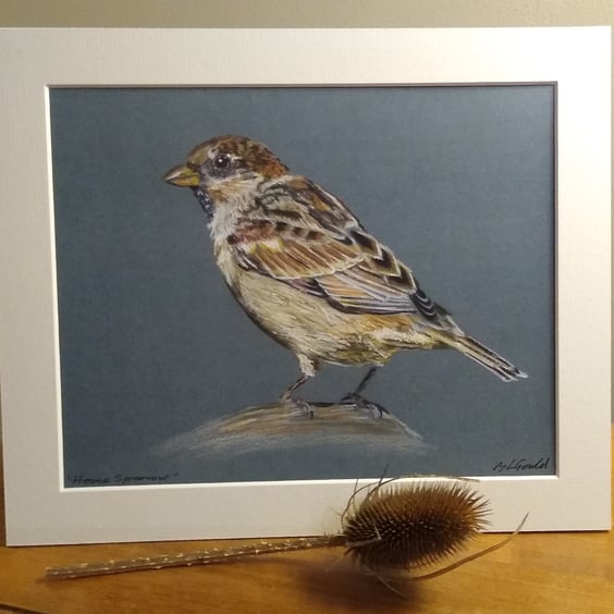 House Sparrow Print of an Original Drawing
