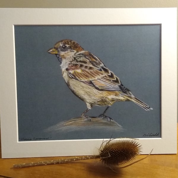 House Sparrow Print of an Original Drawing