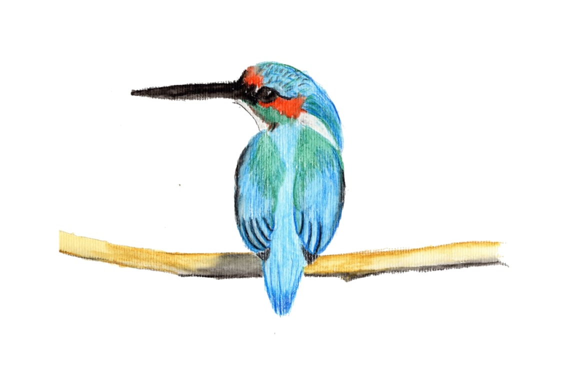 Kingfisher A4 Fine Art Print 