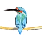 Kingfisher A4 Fine Art Print 